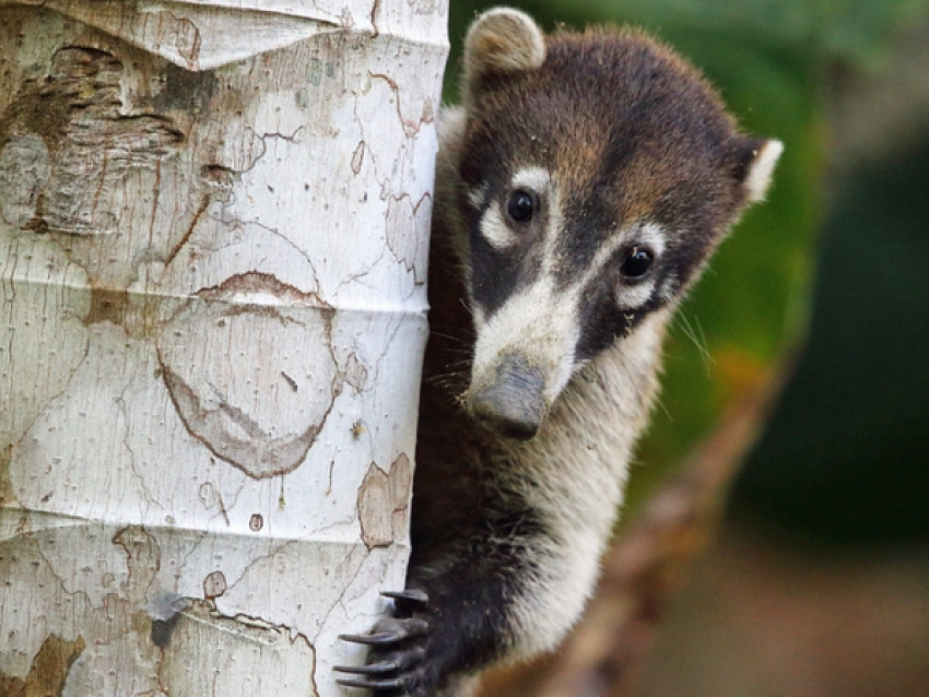 Coati