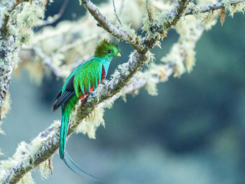 Quetzal Resplendissant