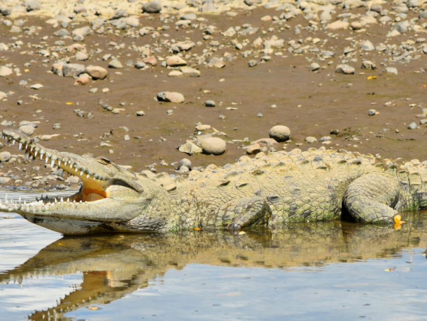 crocodile