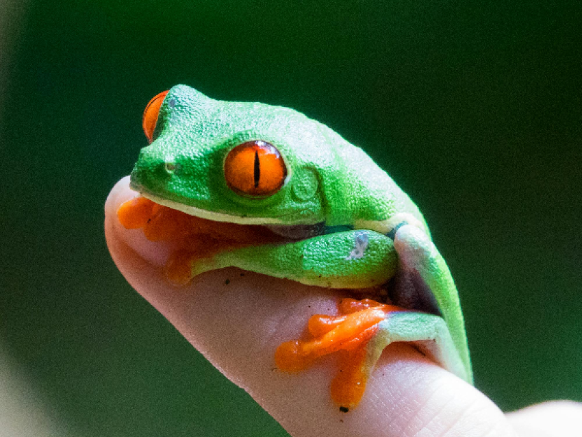 Grenouille