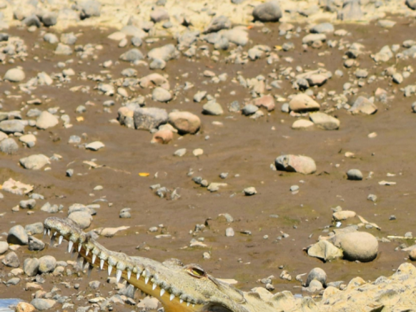 Crocodile