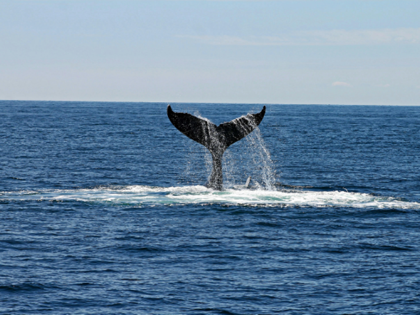 Baleine