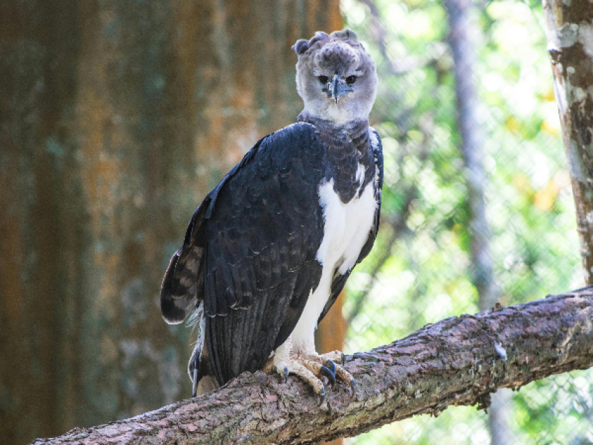 Aigle harpie