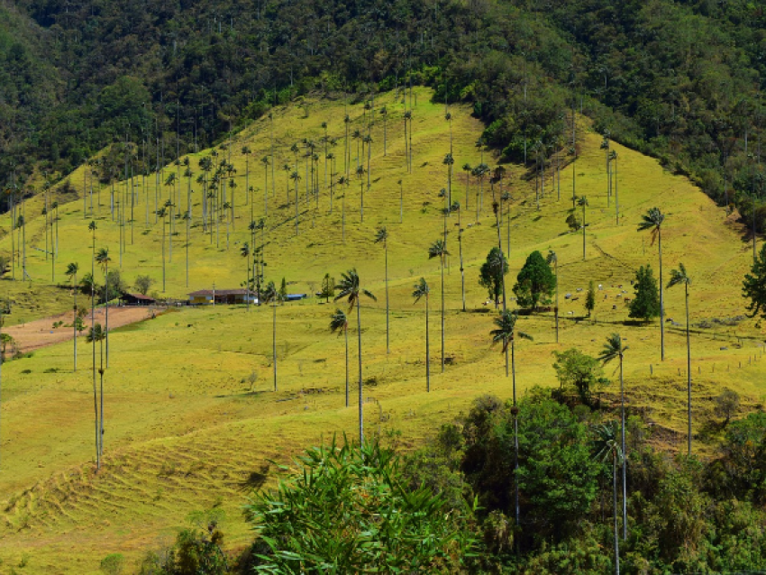 Vallée de cocora