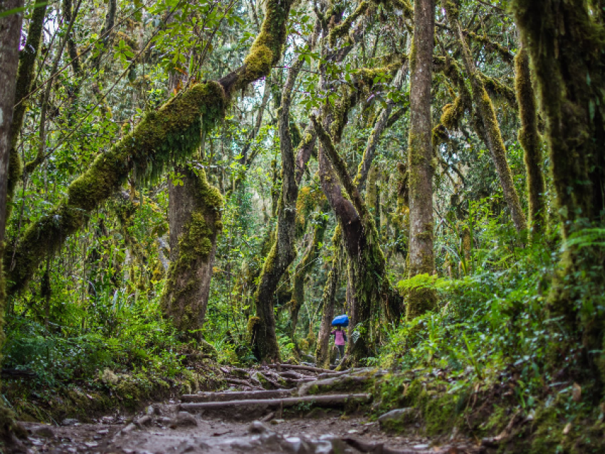 FOREST ZONE