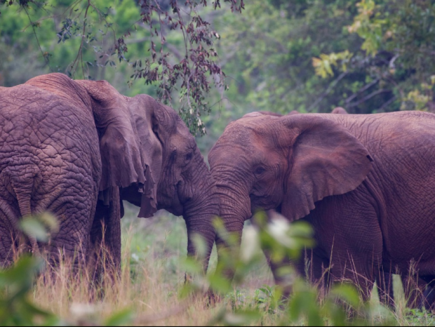 Éléphant du PN de l'Akagera