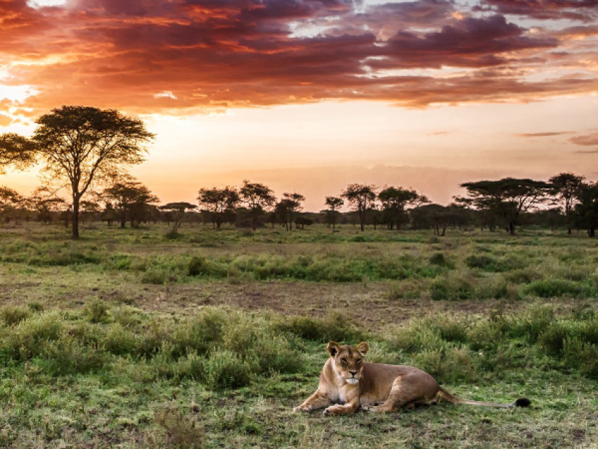 Lion
