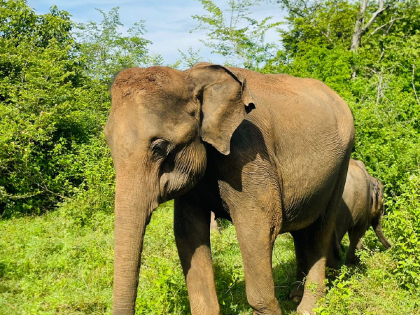 éléphant au parc de Wasgamuwa