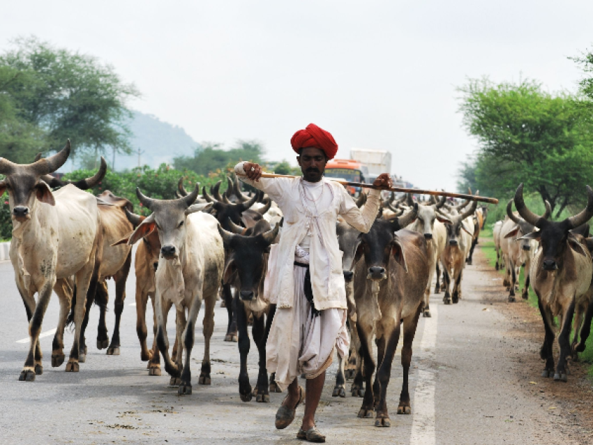 Udaipur