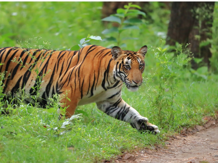 Parc national Jim Corbett