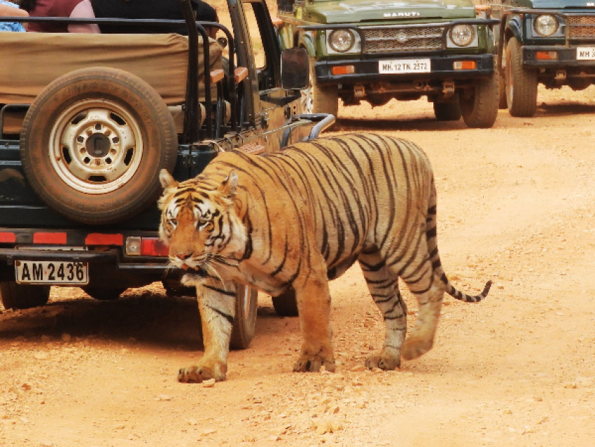 safari du tigre