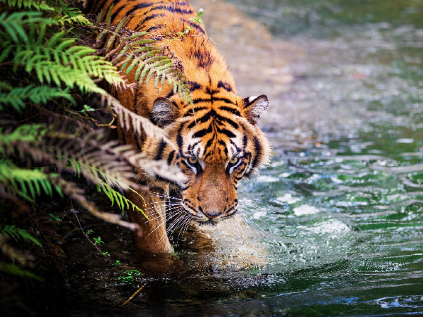 safari du tigre