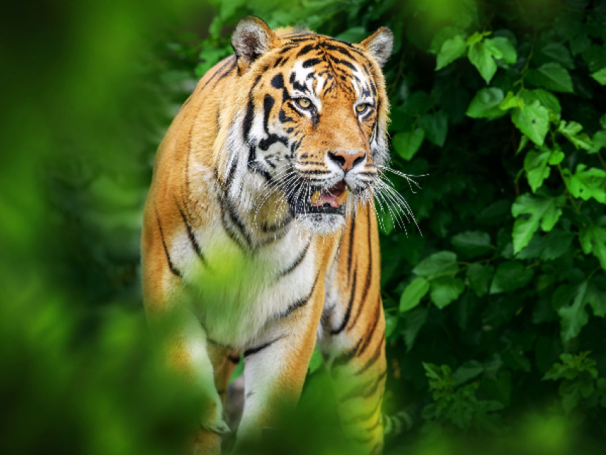 safari du tigre