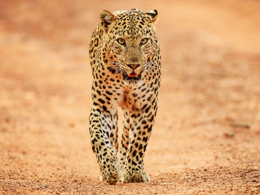 Jhalana Leopard Safari