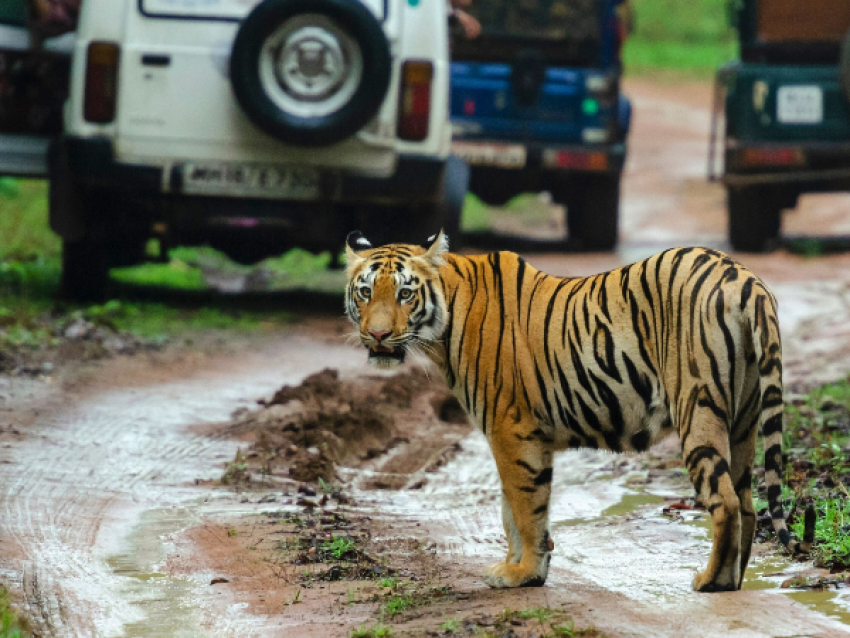 Réserve de tigres de Kabini