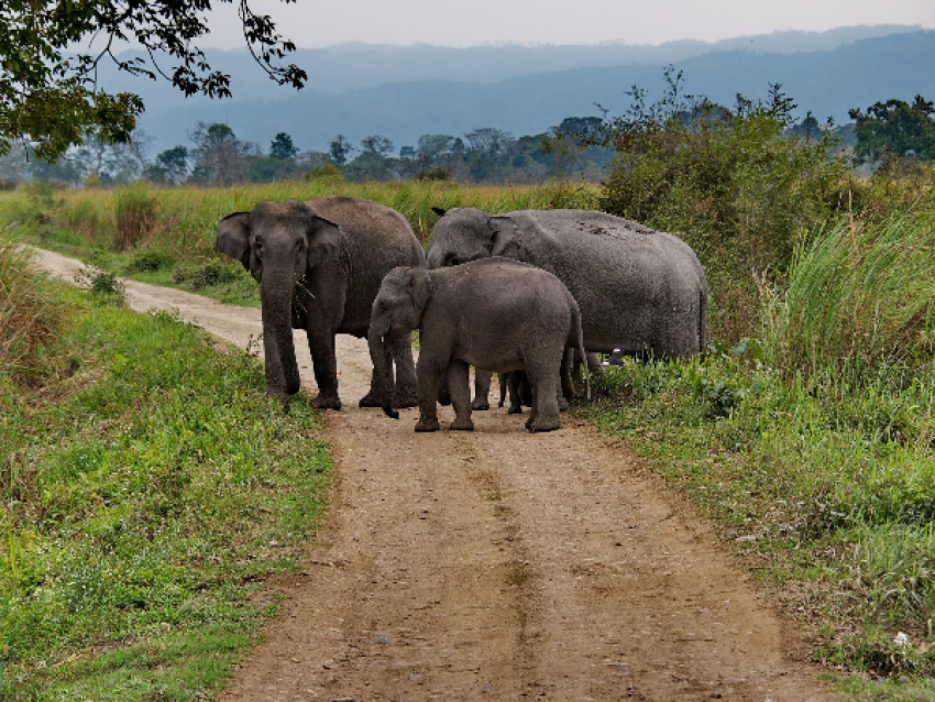 Réserve de tigres de Kabini