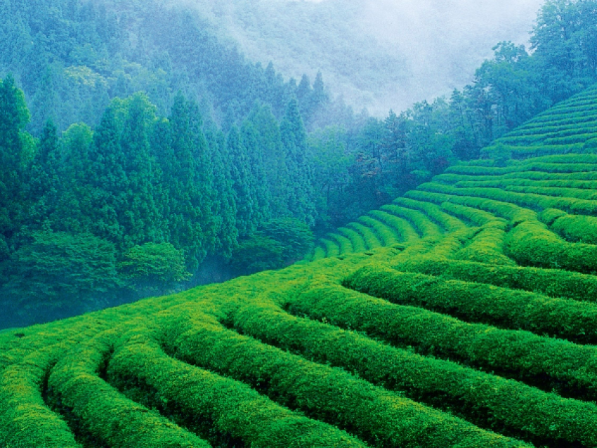 Munnar